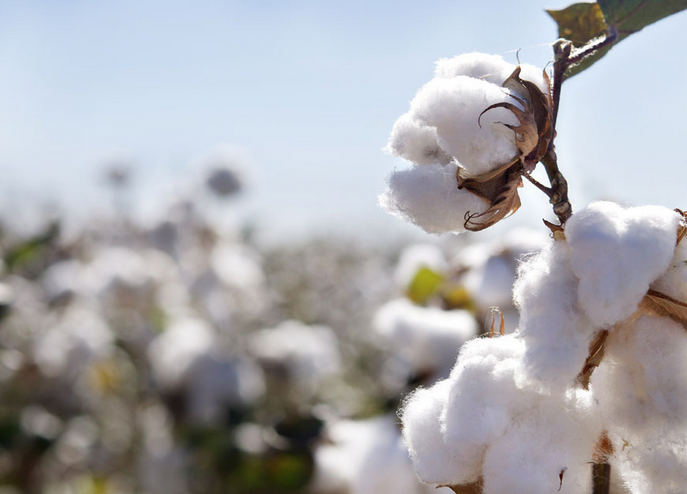 国内纺棉供应保障增强 全球产大于需格局未变